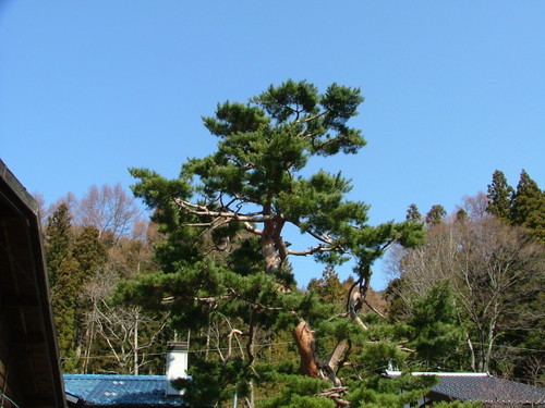 20070406_335